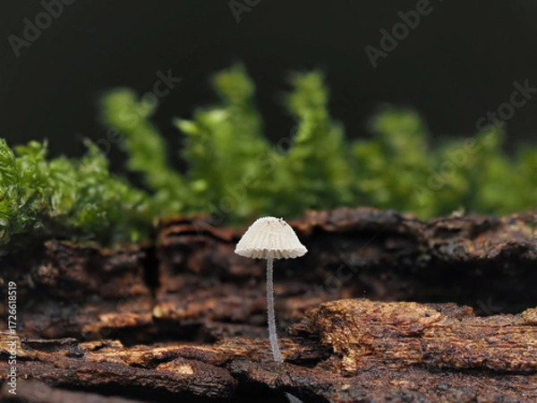 Fototapeta Fungal colonies growing wild on rotting tree trunks.