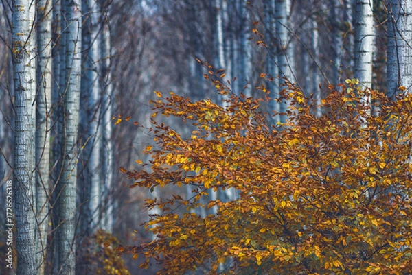 Fototapeta Autumn leaves on tree. Fall season in forest. Closeup colorful leaf. Natural background, Bakony Forest, Hungray