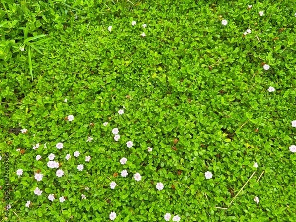 Obraz ヒメイワダレソウ