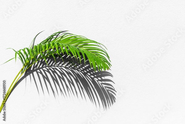 Fototapeta Green palm tree leaf with shadow on white textured wall background, tropical leaves decoration, exotic plant branch backdrop, floral pattern, foliage border, spring or summer nature frame, copy space
