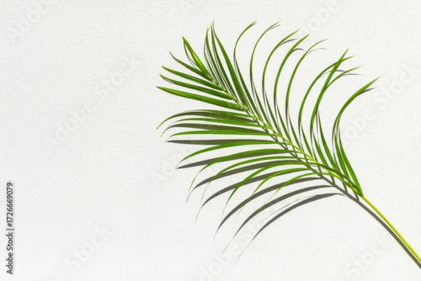 Fototapeta Green palm tree leaf with shadow on white textured wall background, tropical leaves decoration, exotic plant branch backdrop, floral pattern, foliage border, spring or summer nature frame, copy space