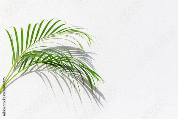 Fototapeta Green palm tree leaf with shadow on white textured wall background, tropical leaves decoration, exotic plant branch backdrop, floral pattern, foliage border, spring or summer nature frame, copy space