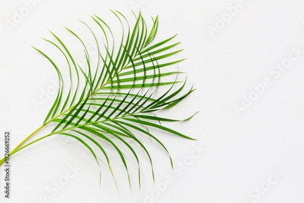 Fototapeta Green palm tree leaf with shadow on white textured wall background, tropical leaves decoration, exotic plant branch backdrop, floral pattern, foliage border, spring or summer nature frame, copy space