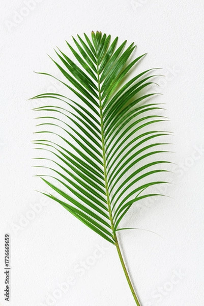Fototapeta Green palm tree leaf with shadow on white textured wall background, tropical leaves decoration, exotic plant branch backdrop, floral pattern, foliage border, spring or summer nature frame, copy space