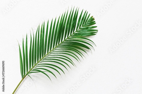 Fototapeta Green palm tree leaf with shadow on white textured wall background, tropical leaves decoration, exotic plant branch backdrop, floral pattern, foliage border, spring or summer nature frame, copy space