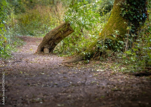 Obraz old stump in the forest