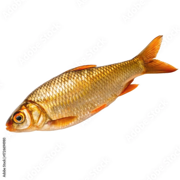 Fototapeta Common roach isolated on transparent background, a freshwater fish found in europe