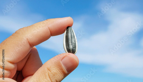 Fototapeta 青空でひまわりの種を摘む手のアップ