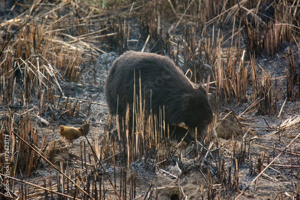 Fototapeta Sloth Bear in Chitwan National Park in Nepal