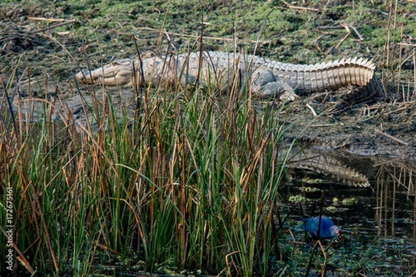 Fototapeta A purple swamp hen and a mugger crocodile in the background at chitwan national park in Nepal