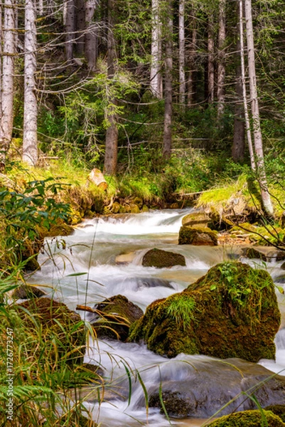 Fototapeta stream in the forest