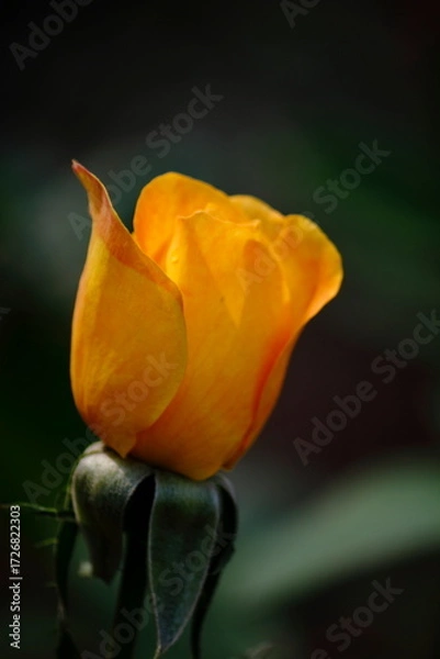 Fototapeta Blooming flowers