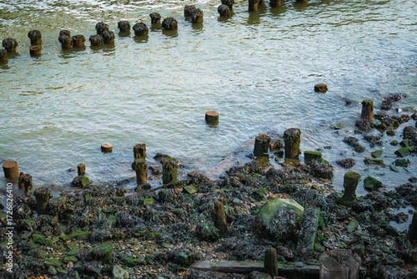 Fototapeta Restos de pilotes de madera entre el lodo y las algas durante la marea baja. Pilotes de madera antiguos en un muelle al sur de la isla de Manhattan, Nueva York, EE. UU.