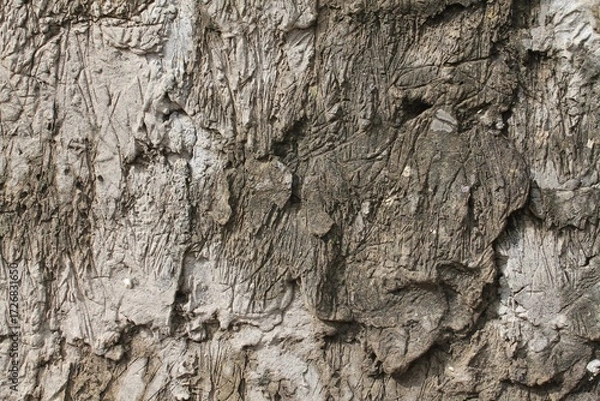 Obraz tree bark texture