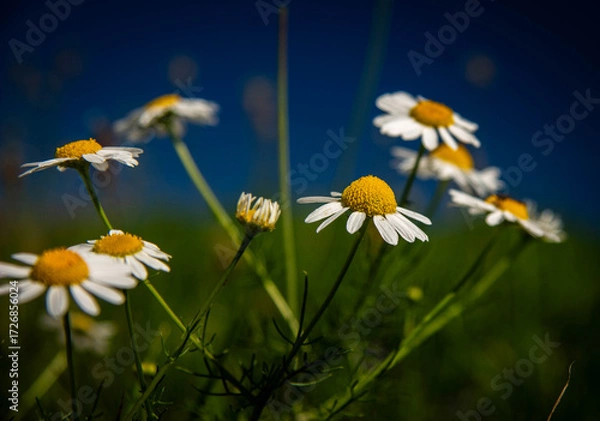 Obraz Shining Chamomile flowers in a meadow 