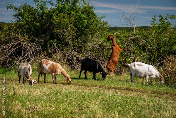 Obraz Goats grazing in a meadow