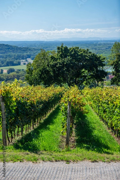 Obraz Vineyard at the end of summer, before harvest