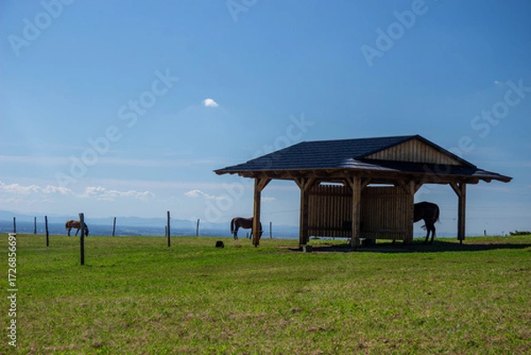 Obraz Horses grazing on green pastures
