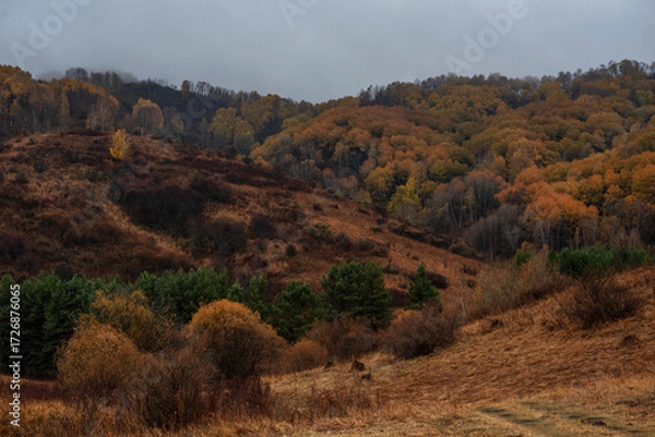 Fototapeta Muted tones of autumn blanket the hillsides, as a brooding sky looms over the variegated tapestry of forest and shrub land, capturing the quiet prelude to winter in the countryside.