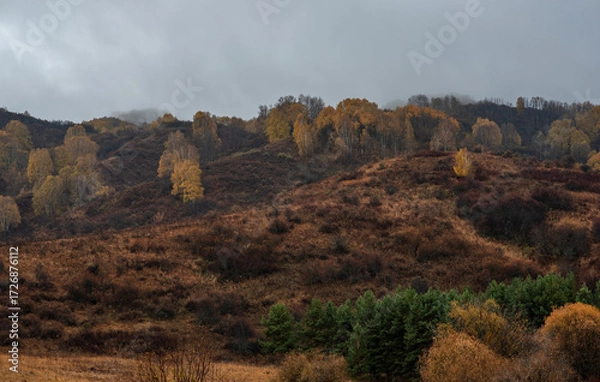 Fototapeta Autumn whispers over undulating hills, where trees clad in gold and copper stand out against the brooding, overcast sky, painting a dramatic landscape of seasonal change.