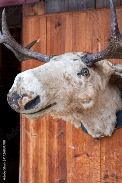 Obraz The Moose Head on a wooden wall