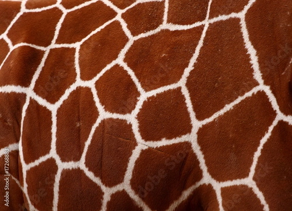 Obraz Giraffe pattern