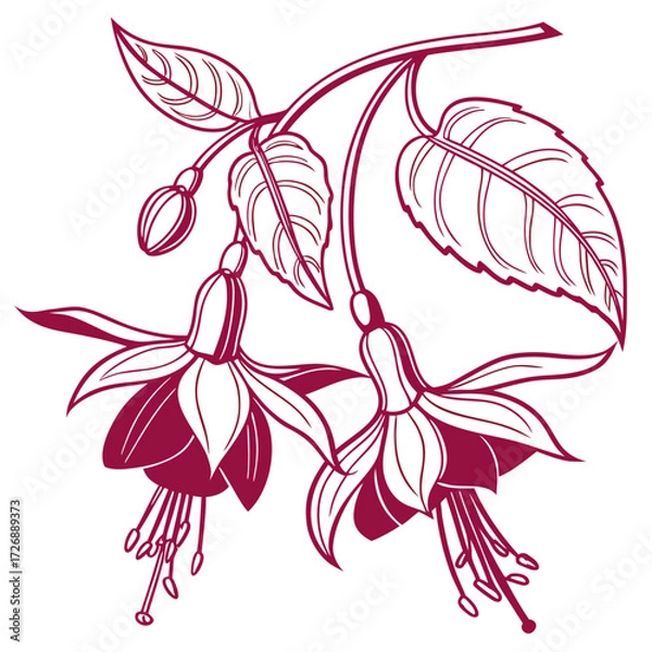 Obraz fuchsia flower vector