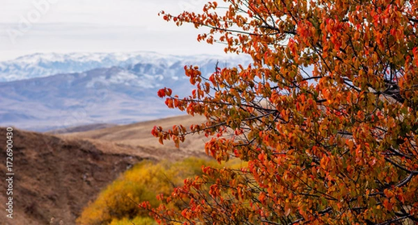 Fototapeta Flame-hued leaves frame the distant, snow-dusted mountains, standing tall behind the autumn-kissed hills, marking a striking contrast in a tranquil landscape.
