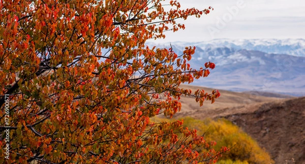 Fototapeta Flame-hued leaves frame the distant, snow-dusted mountains, standing tall behind the autumn-kissed hills, marking a striking contrast in a tranquil landscape.