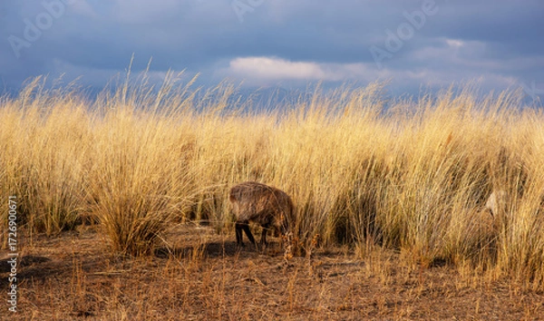 Fototapeta a flock of sheep grazing in a field with tall, golden grass under a dramatic sky. The backdrop dark clouds above with mountains faintly visible in the distance, creating a pastoral scene.