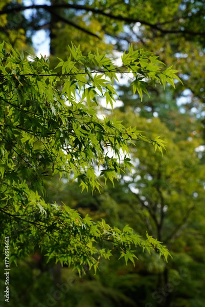 Fototapeta 楓の緑に覆われる京都の寺院の庭園