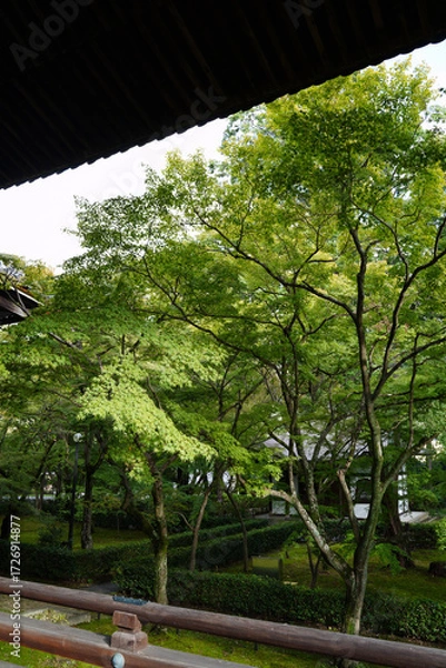 Fototapeta 楓の緑に覆われる京都の寺院の庭園