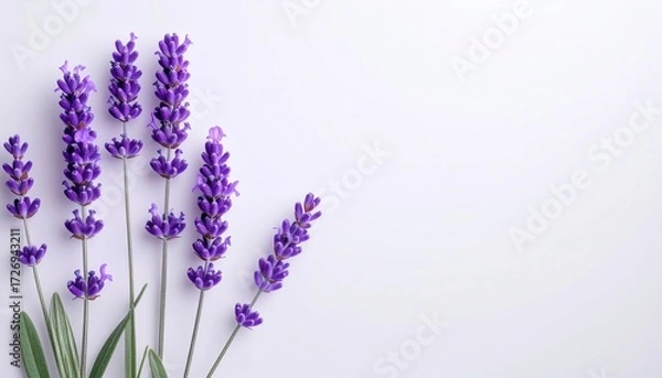 Fototapeta Lavender flower bunch on white background nature photography floral arrangement minimalist environment close-up view botanical concept for relaxation