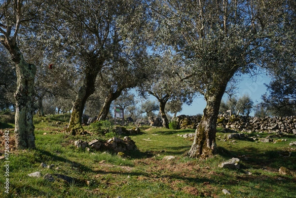 Fototapeta Green Park wit trees and stones