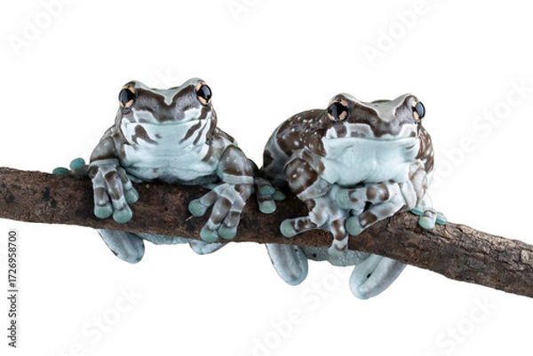 Fototapeta Amazon milk frog (Trachycephalus resinifictrix) closeup on branch, Panda bear tree frog on branch. The mission golden eyed tree frog	
