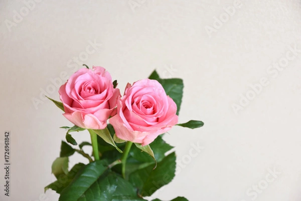 Fototapeta ピンクのばら