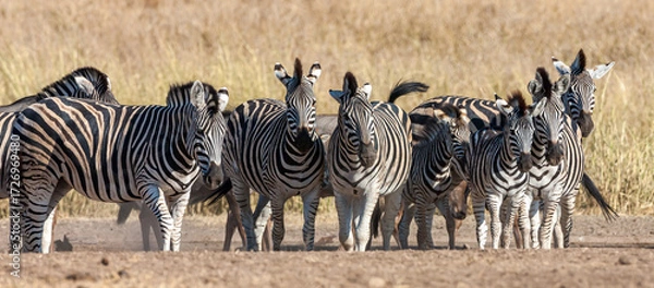 Fototapeta South Africa, Kruger National Park, Burchell's Zebra (Equus quagga burchellii)