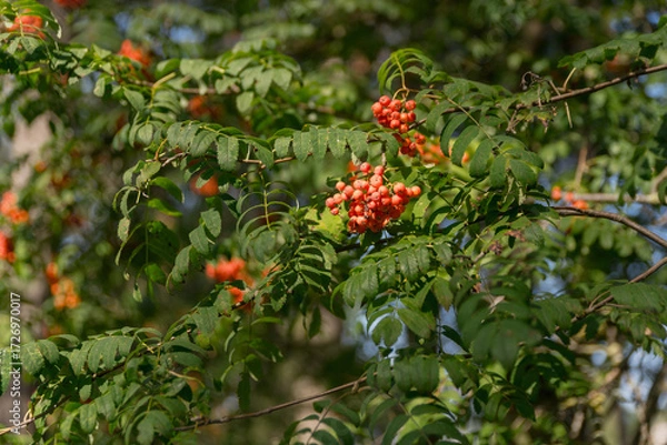 Fototapeta Rowan tree, Rowan tree in nature