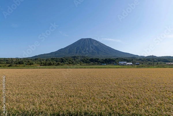 Obraz 北海道の稲作