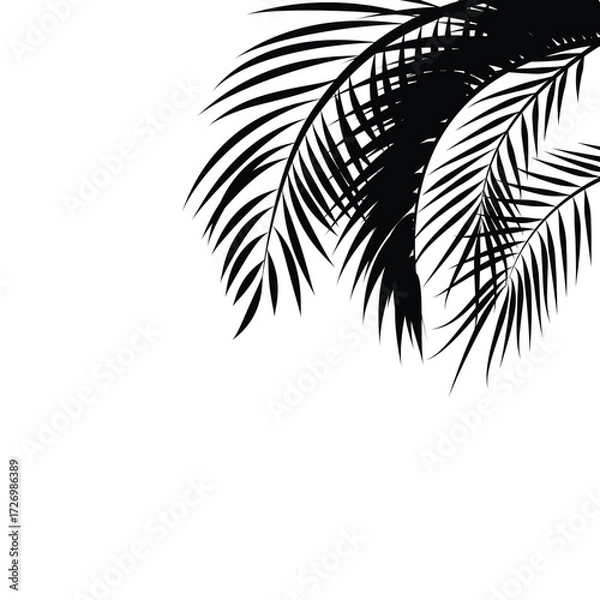 Fototapeta Black palm leaf on white background vector illustration. palm tree leaf pattern on transparent background. natural background