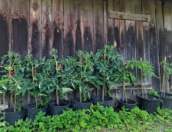 Fototapeta Tomatoes growing in pots are a true summer delight. 