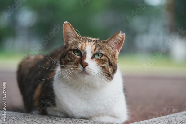 Obraz 公園の東屋で休んでいる上を見上げる猫