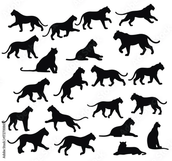 Fototapeta silhouette of a tiger king of the jungle monitoring the area and prey