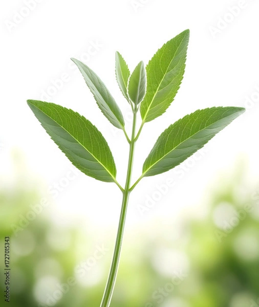 Obraz sage leaf isolated natural background. sample for package design