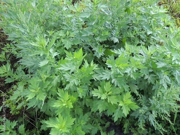 Fototapeta ヨモギ 蕭