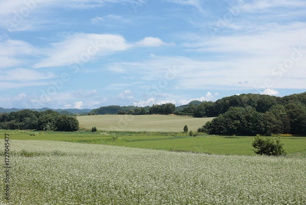 Fototapeta 蕎麦の白い花が広がる丘陵地