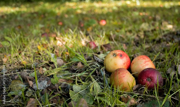 Fototapeta Close up of small ripe apples on the ground