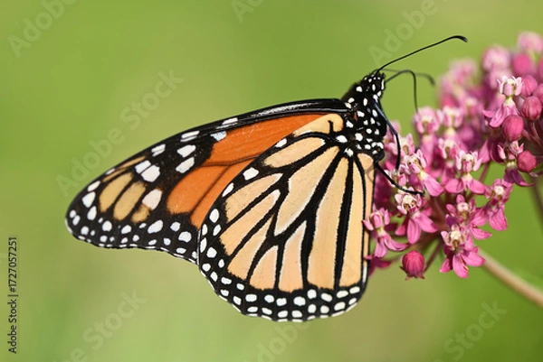 Obraz Butterfly 2022-23
Monarch butterfly (Danaus plexippus)