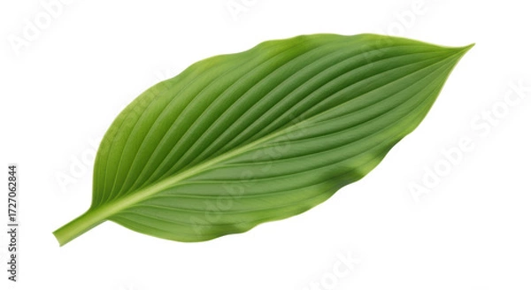 Obraz Isolated green foliage, botanical leaf with veins, exotic tropical plant, natural texture