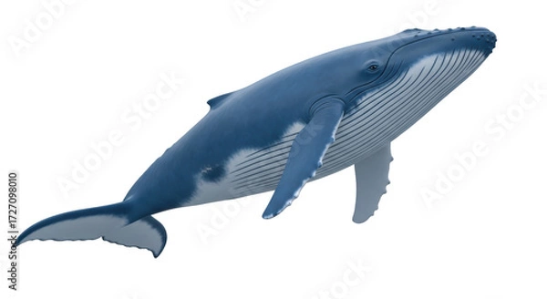Obraz Isolated Blue Whale marine mammal swims effortlessly in the ocean, endangered animal